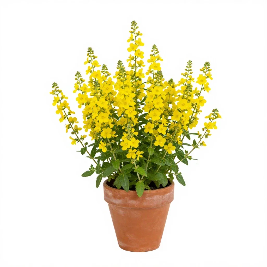 Yellow loosestrife isolated on a white background