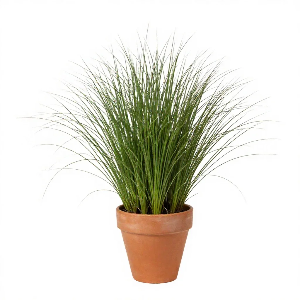 Zoysia isolated on a white background