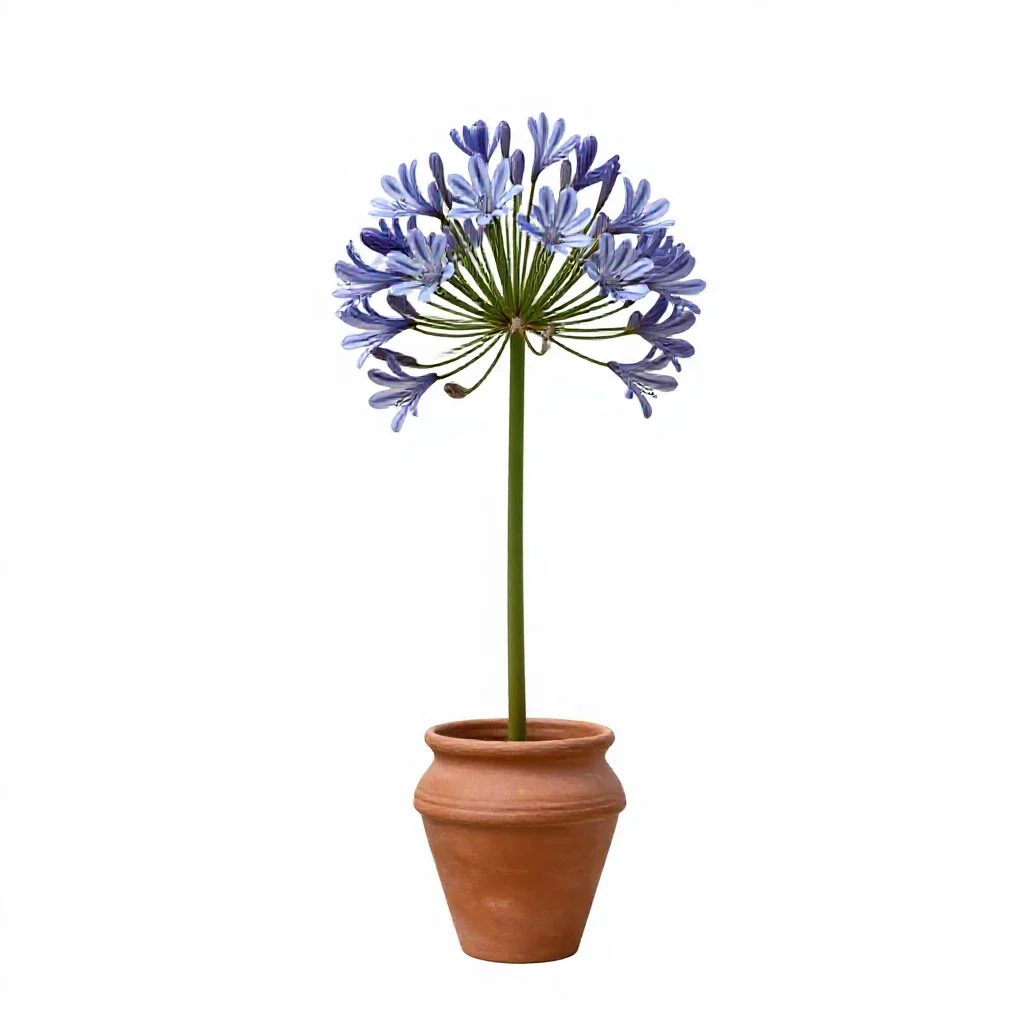 Agapanthus isolated on a white background