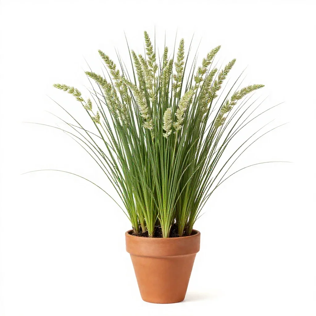 Alkali grass isolated on a white background