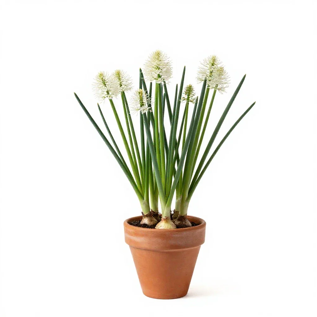 Alliaceous plant isolated on a white background