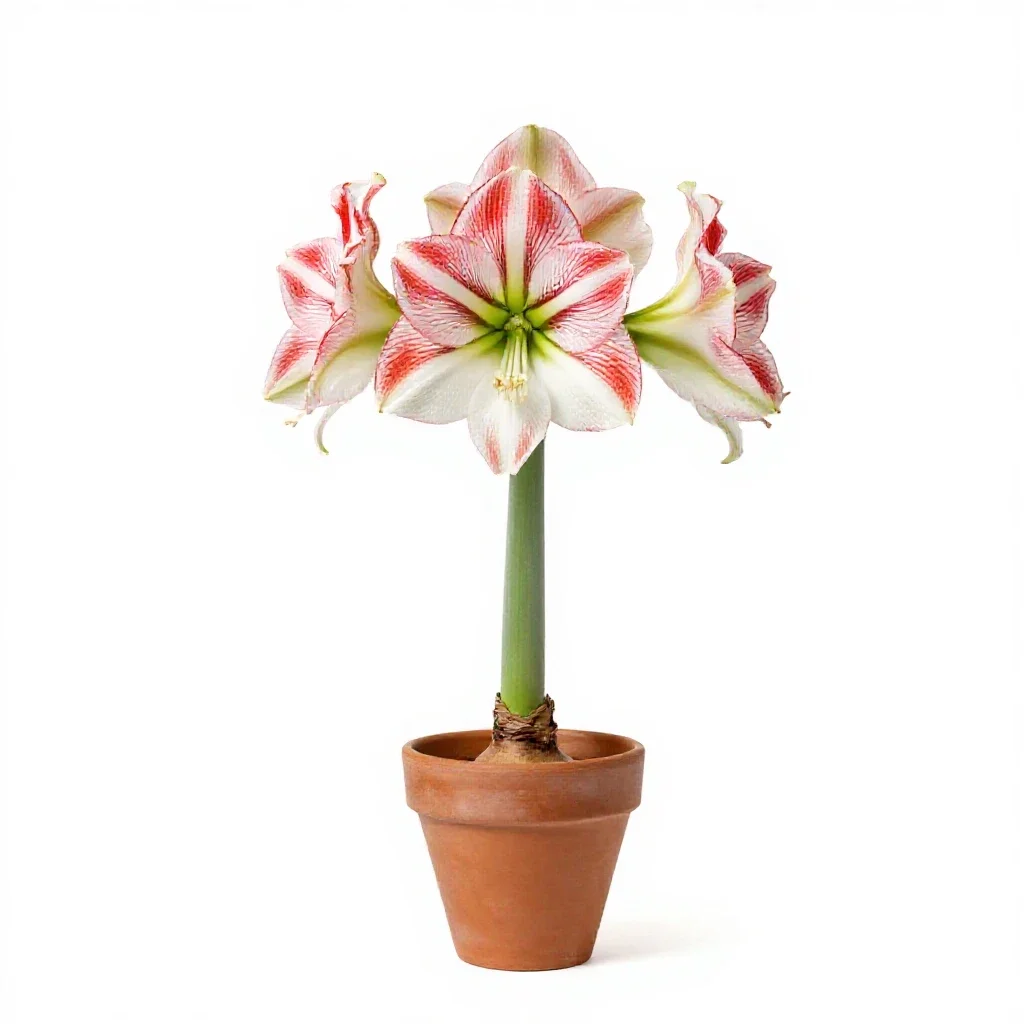 Amaryllis isolated on a white background