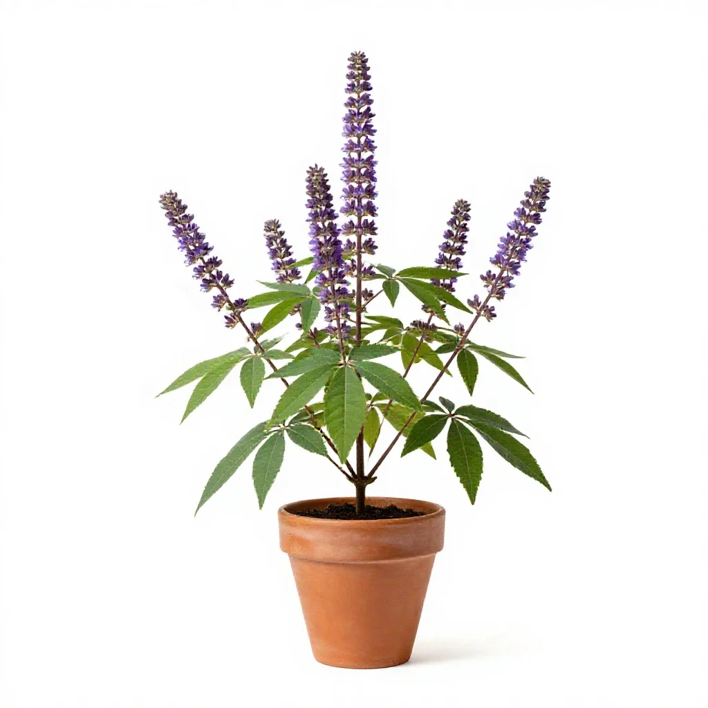 Amorpha isolated on a white background