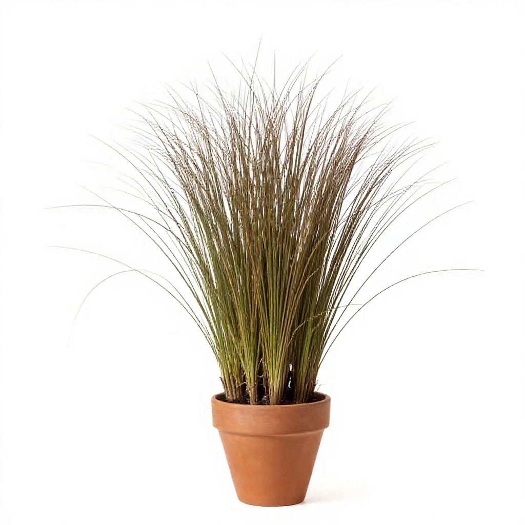 Awnless bromegrass isolated on a white background