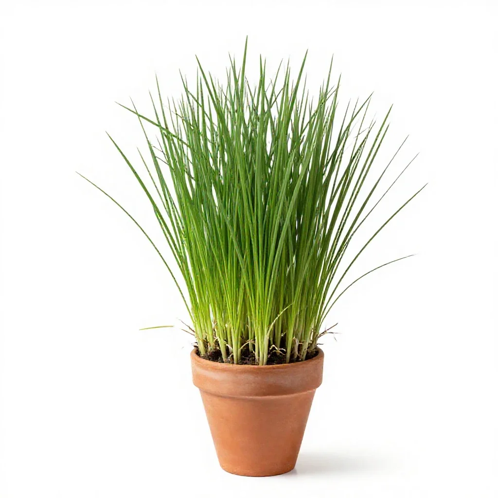 Orchard grass isolated on a white background