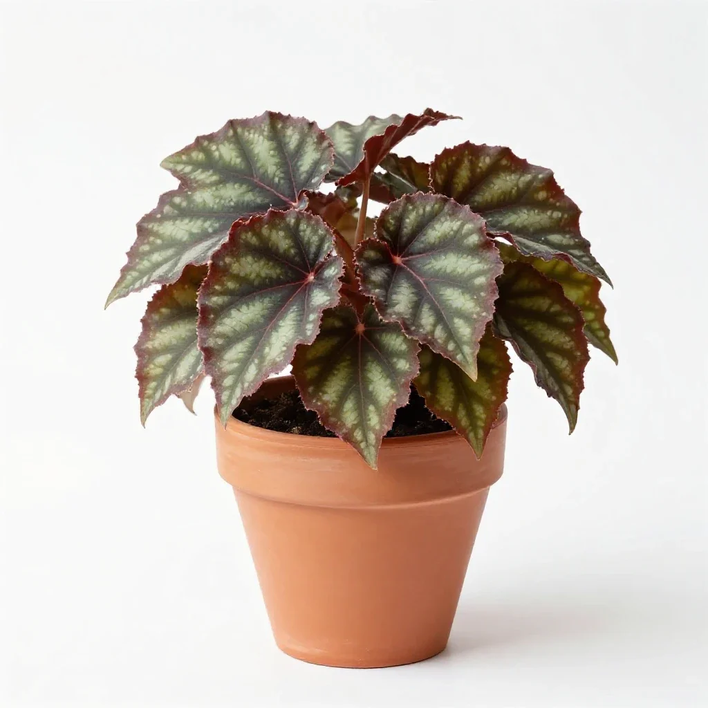 Beefsteak begonia isolated on a white background