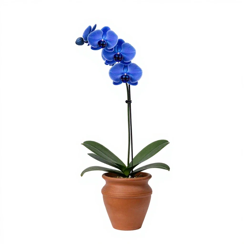 Blue orchid isolated on a white background