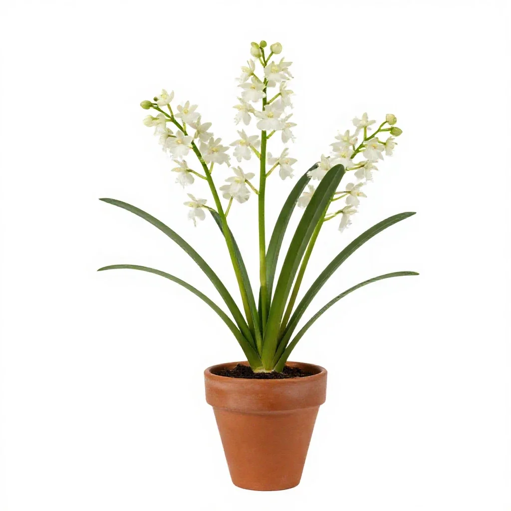 Bog rein orchid isolated on a white background