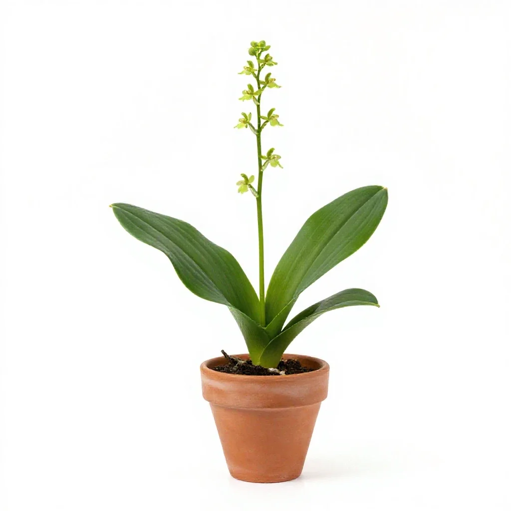 Broad-leaved twayblade isolated on a white background