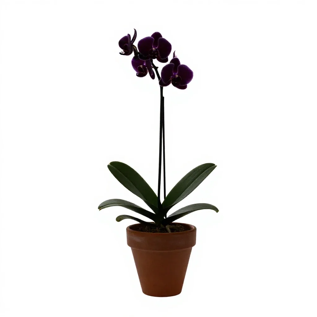 Butterfly orchid isolated on a white background
