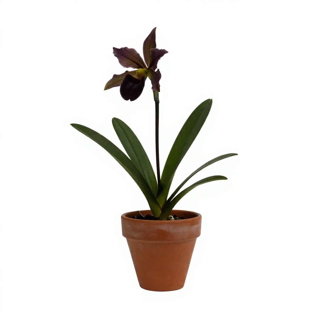 Calanthe isolated on a white background