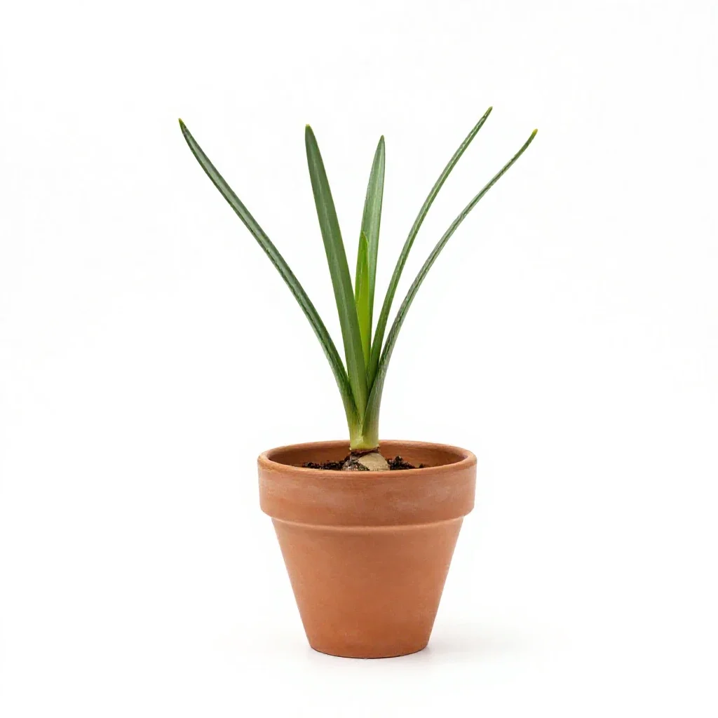 Coelogyne isolated on a white background