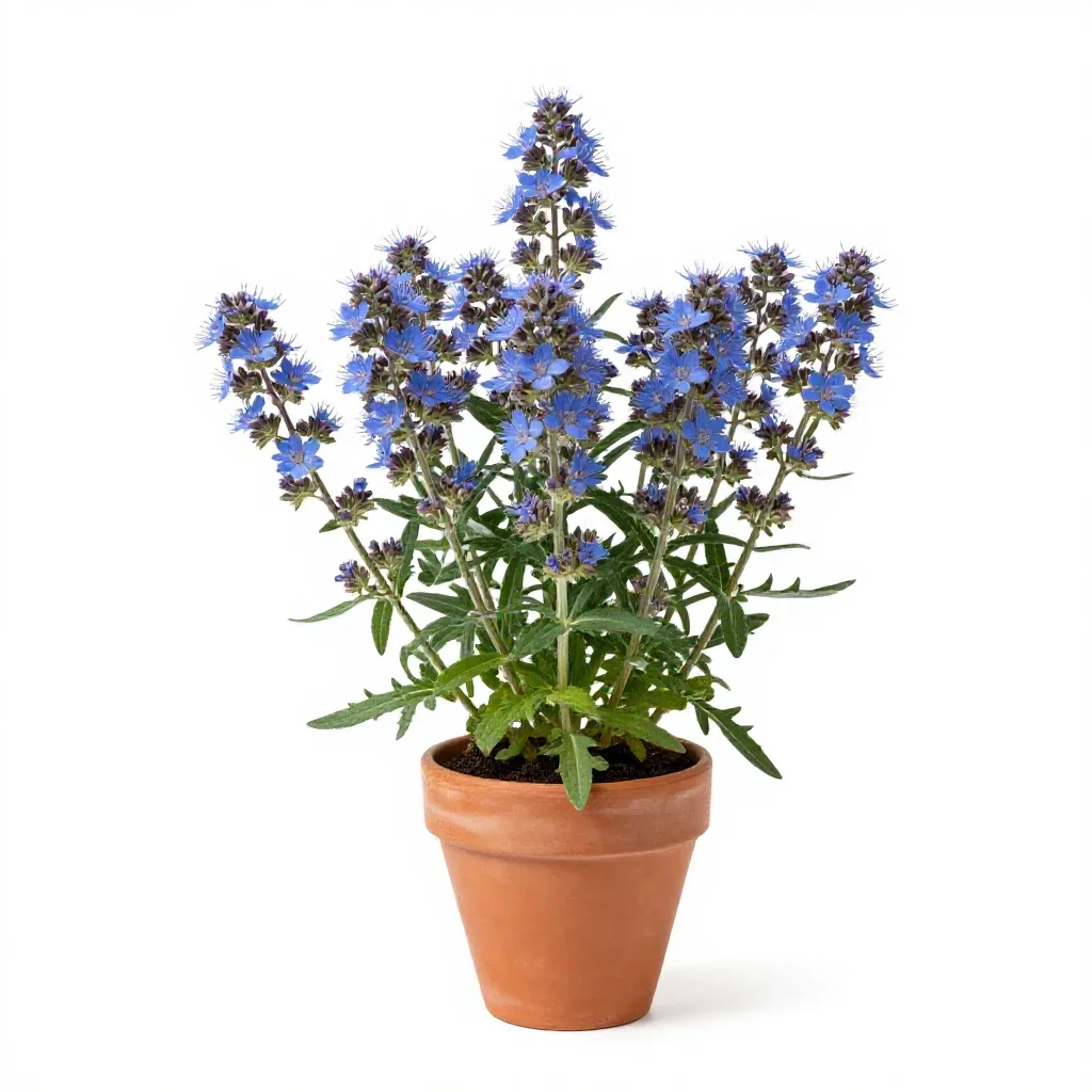 Common ageratum isolated on a white background