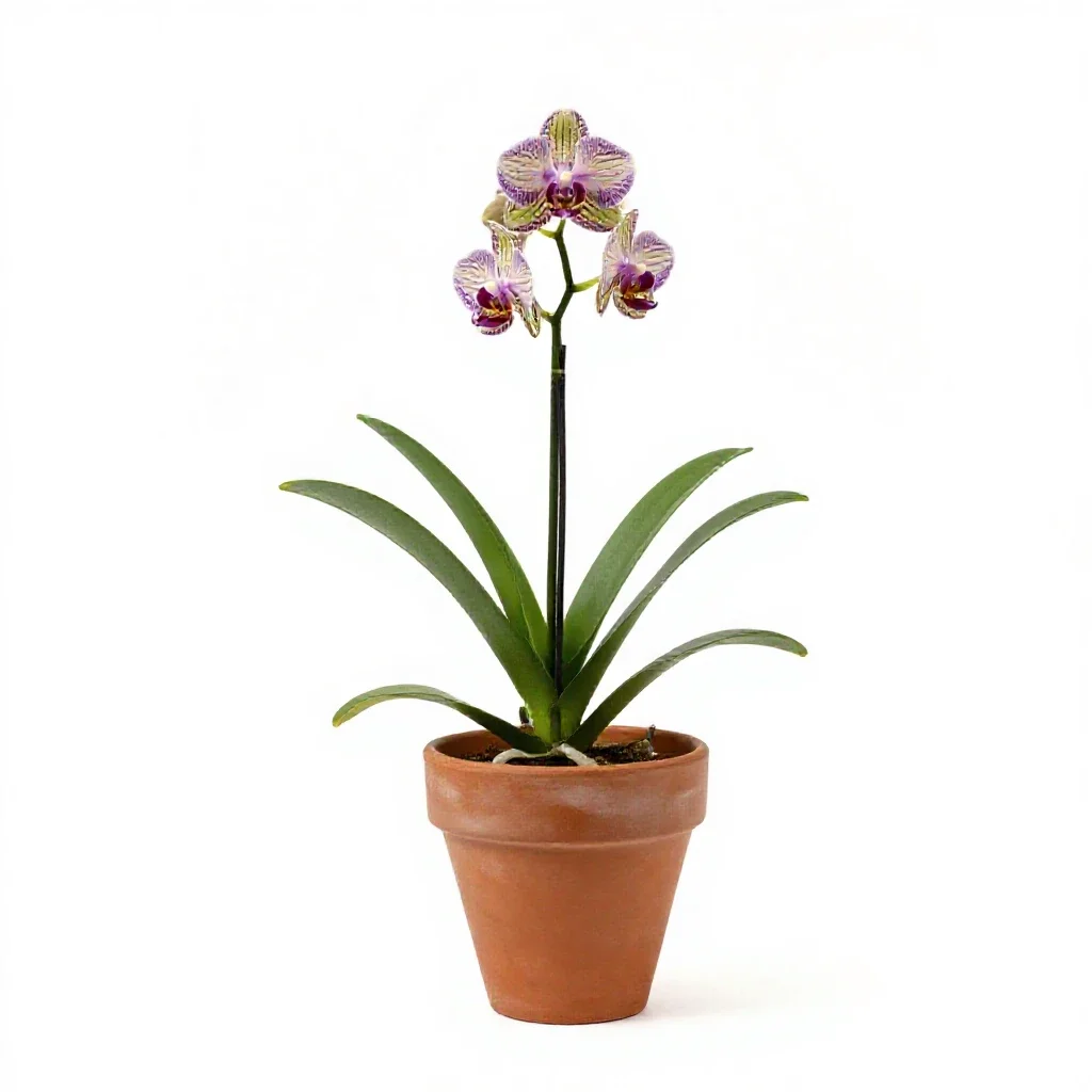 Common spotted orchid isolated on a white background