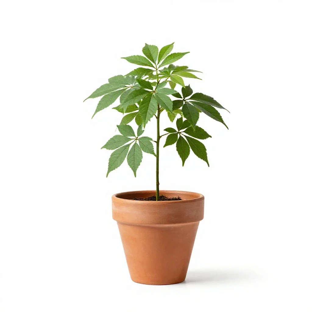 Compass plant isolated on a white background