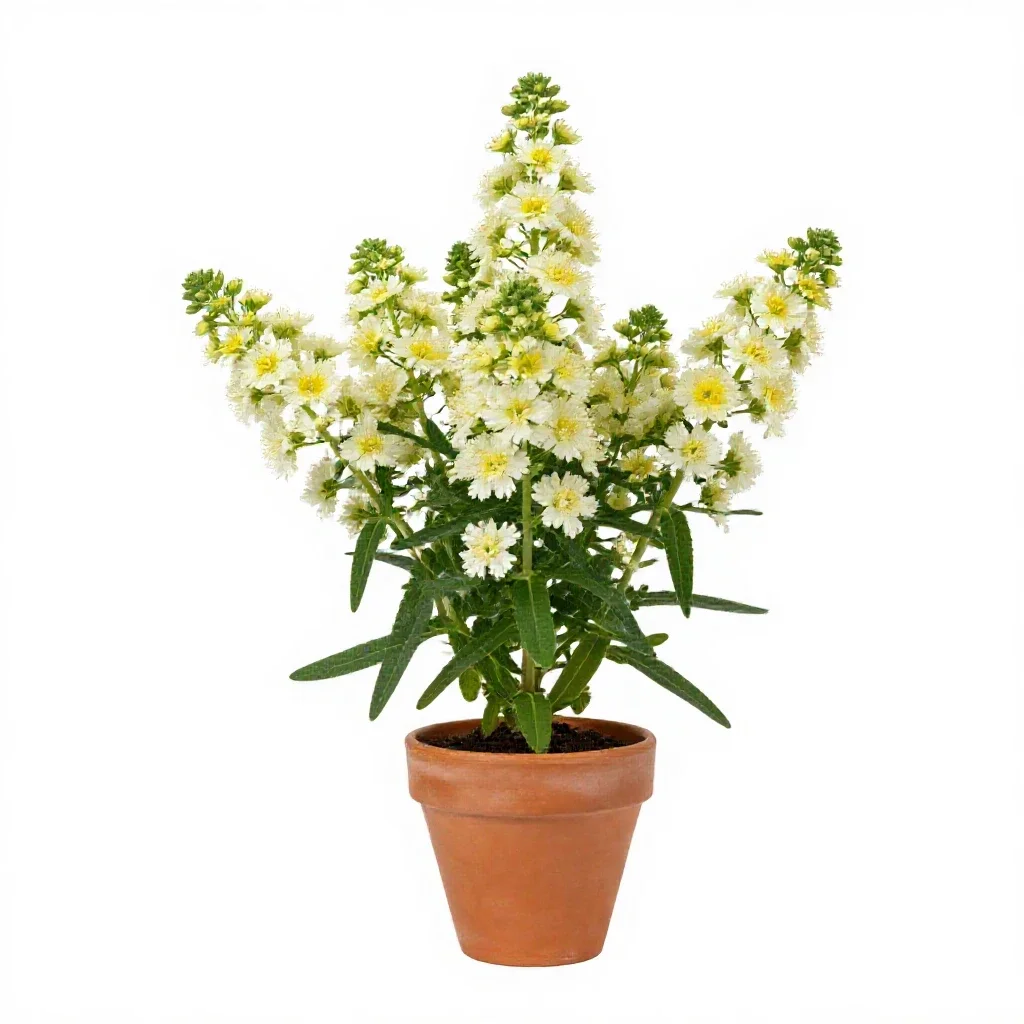 Crownbeard isolated on a white background