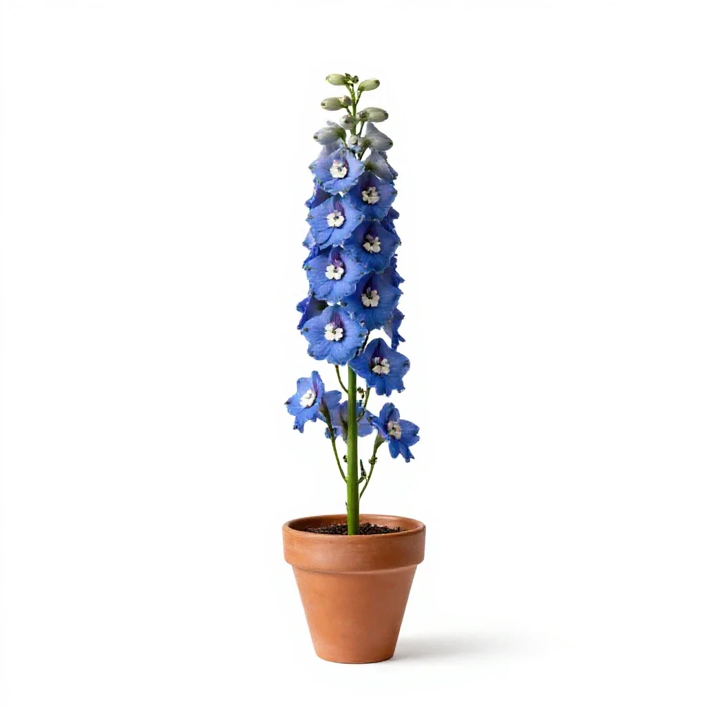 Delphinium isolated on a white background