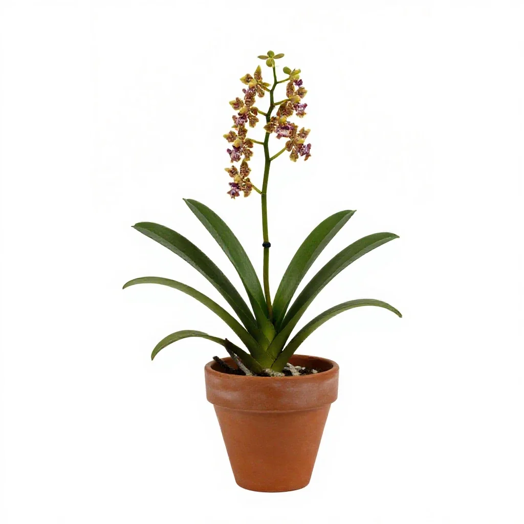 Disa isolated on a white background