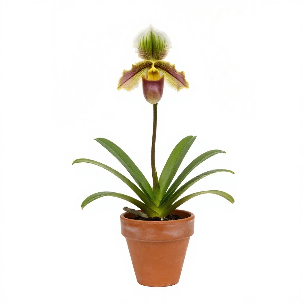 Frog orchid isolated on a white background