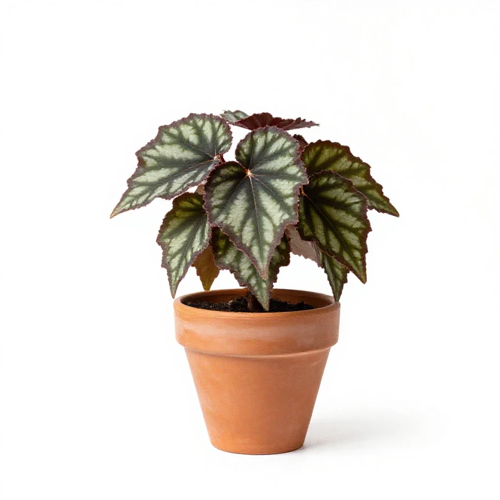 Grape-leaf begonia isolated on a white background