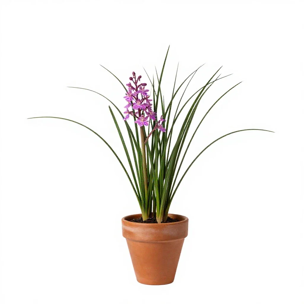 Grass pink isolated on a white background