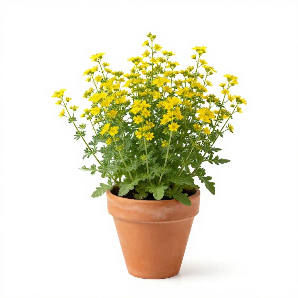 Gravelweed isolated on a white background