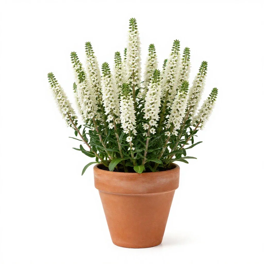 Heath aster isolated on a white background