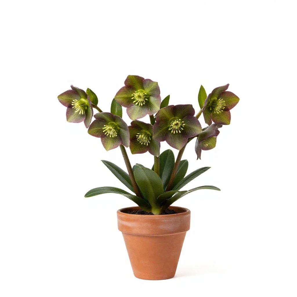 Helleborine isolated on a white background
