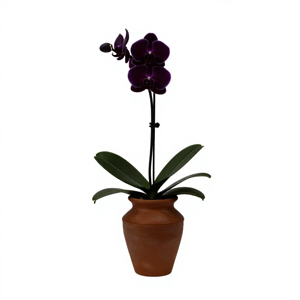 Jewel orchid isolated on a white background