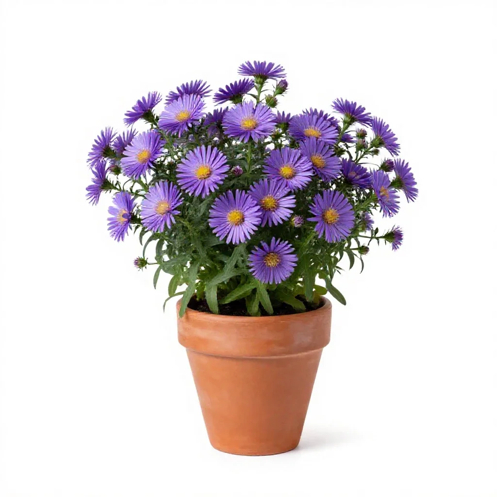 Late purple aster isolated on a white background
