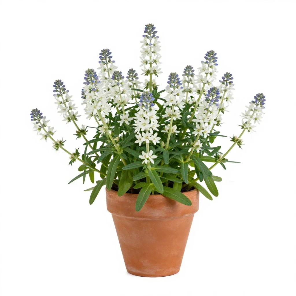 Love-in-a-mist isolated on a white background