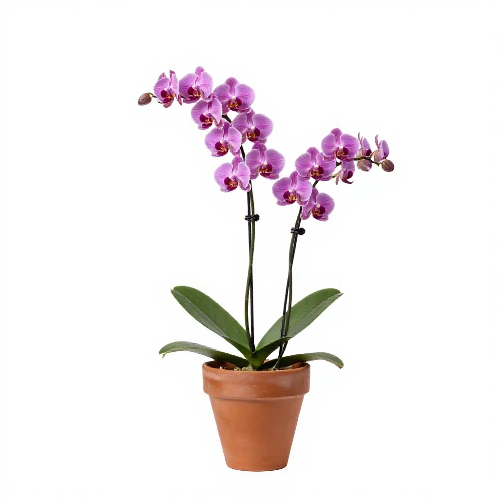 Male orchis isolated on a white background
