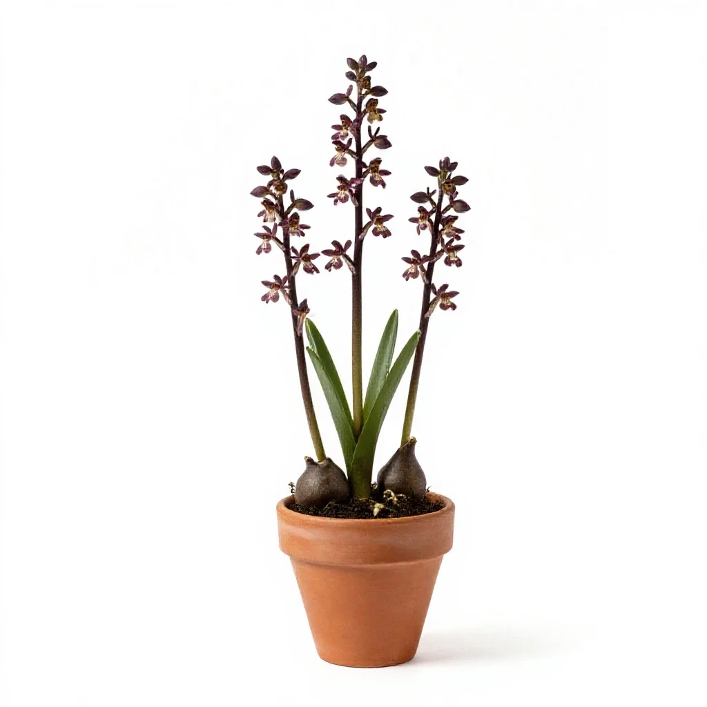 Marsh orchid isolated on a white background