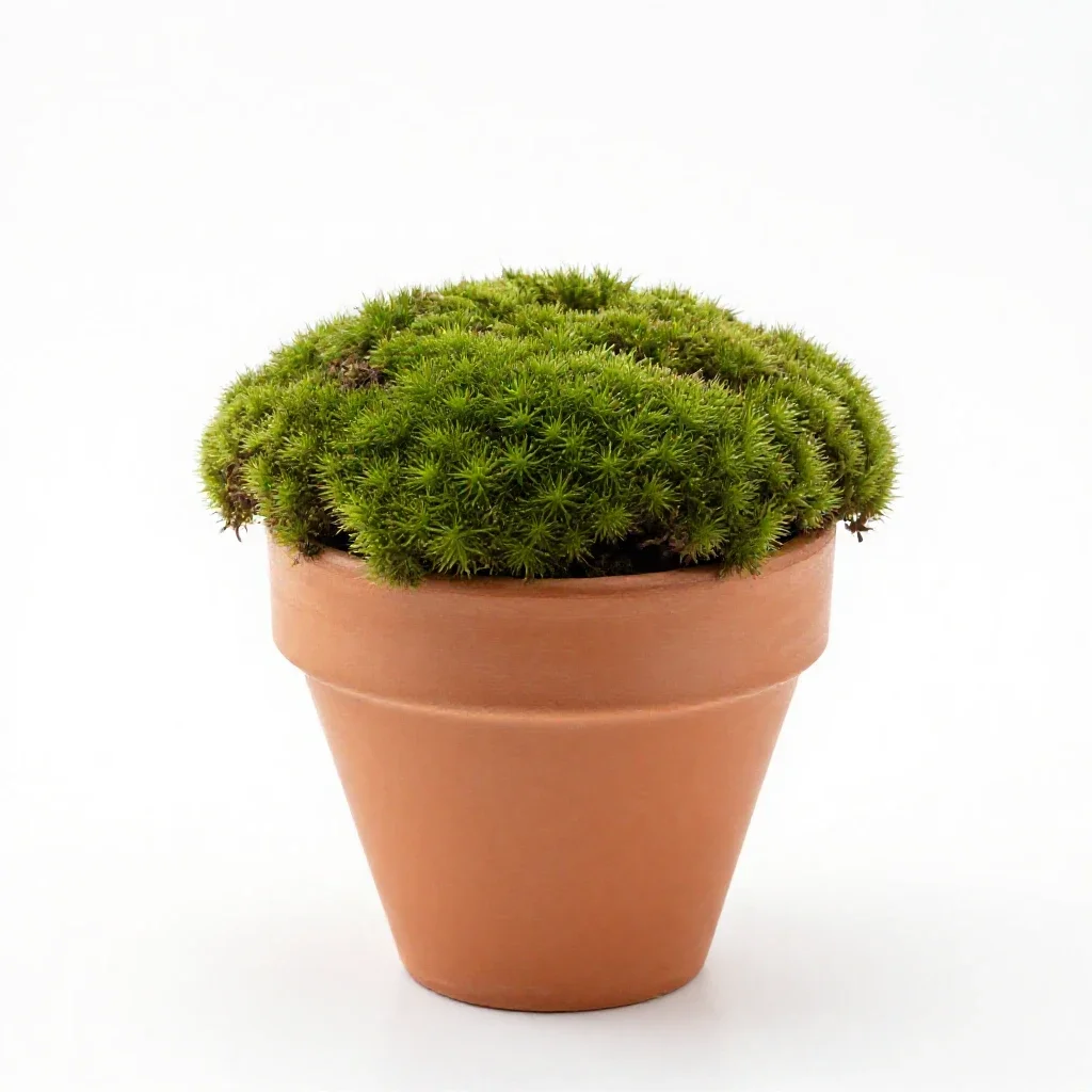 Moss campion isolated on a white background
