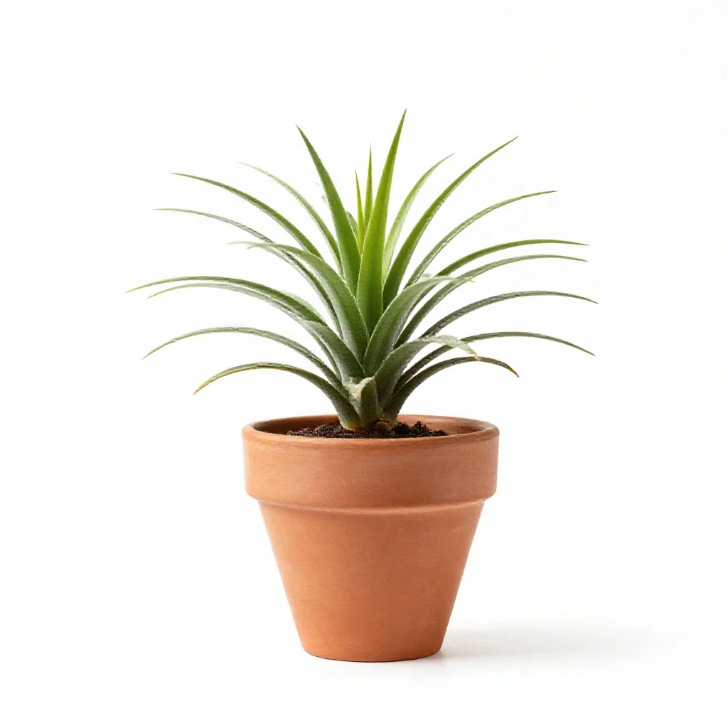 Pleurothallis isolated on a white background