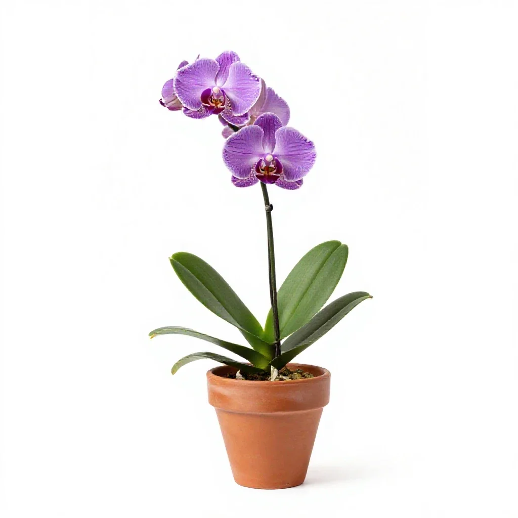 Purple-fringed orchid isolated on a white background