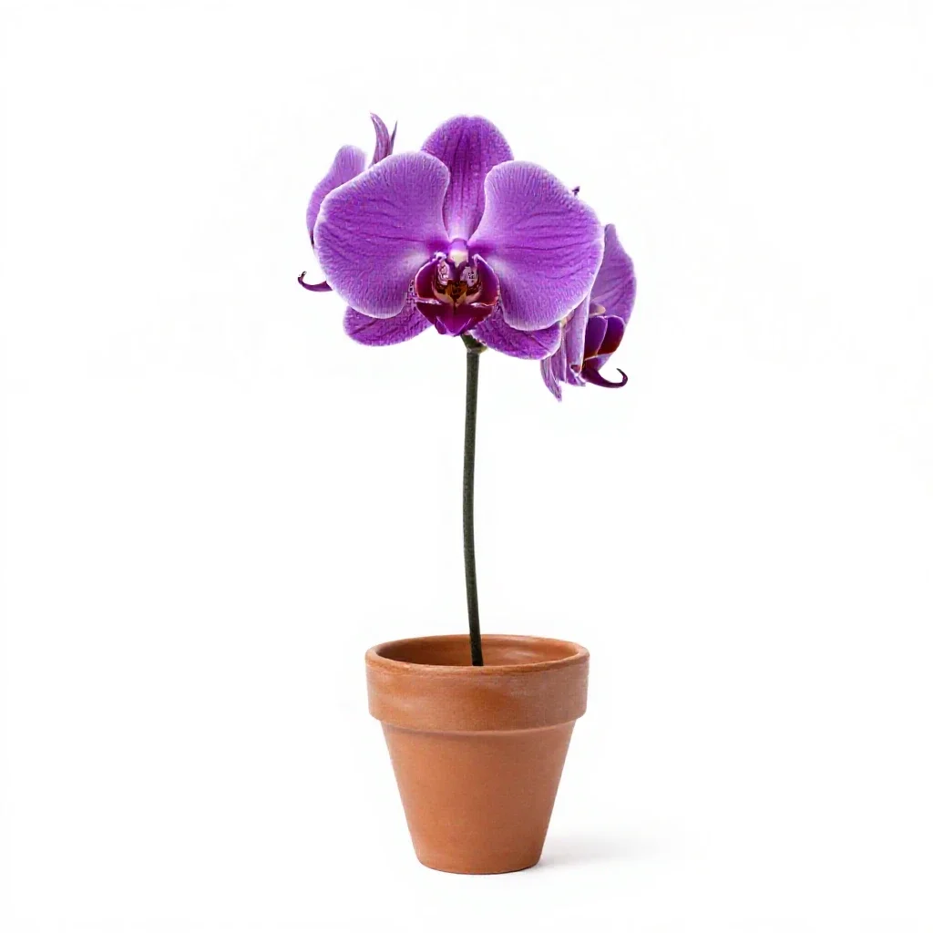 Purple fringeless orchid isolated on a white background