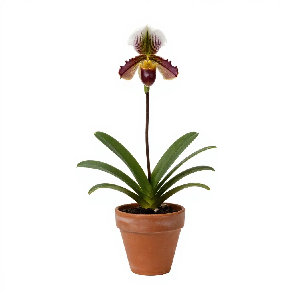 Rein orchid isolated on a white background