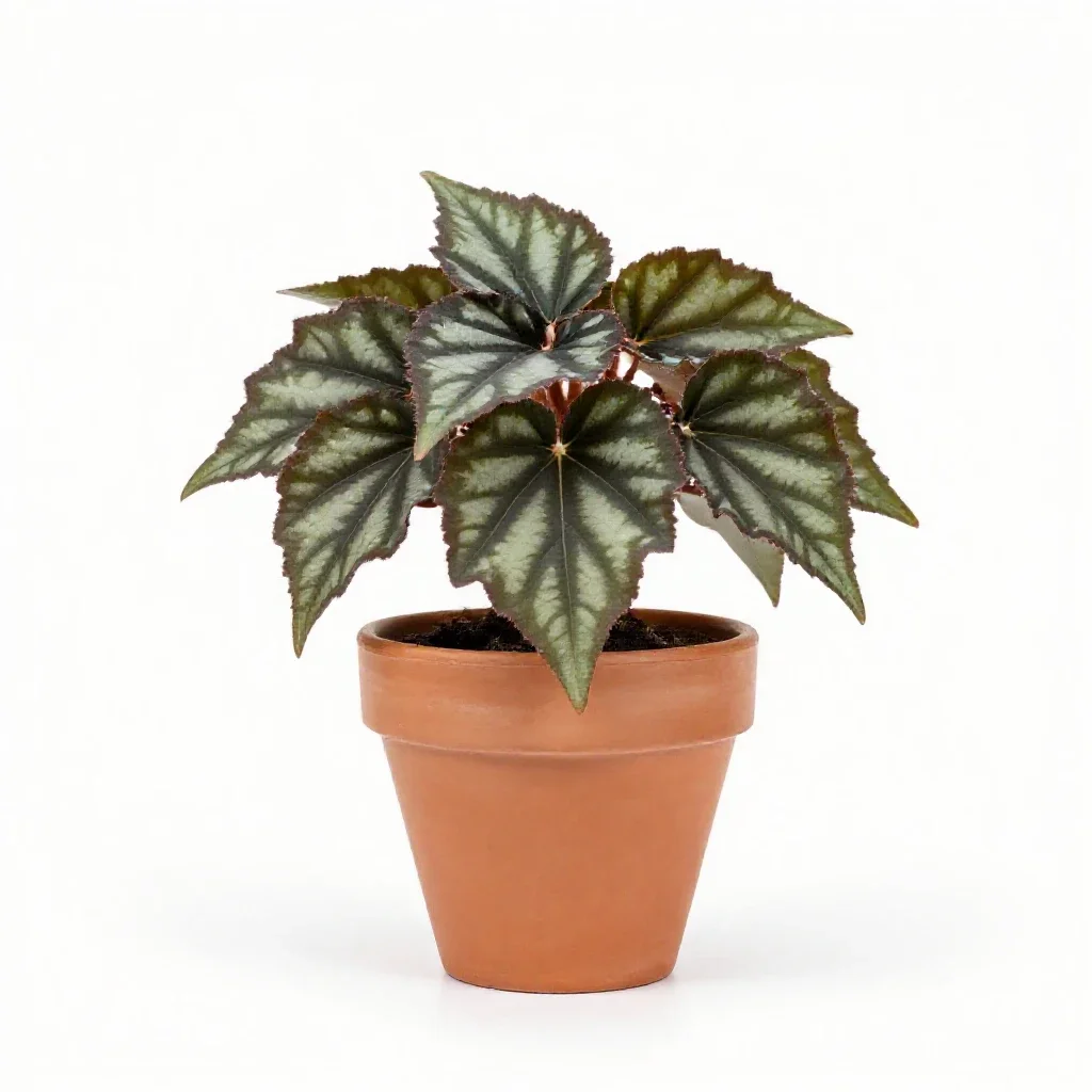 Rex begonia isolated on a white background