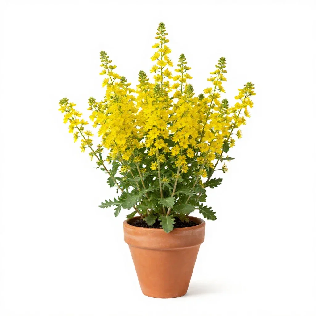 Rosinweed isolated on a white background