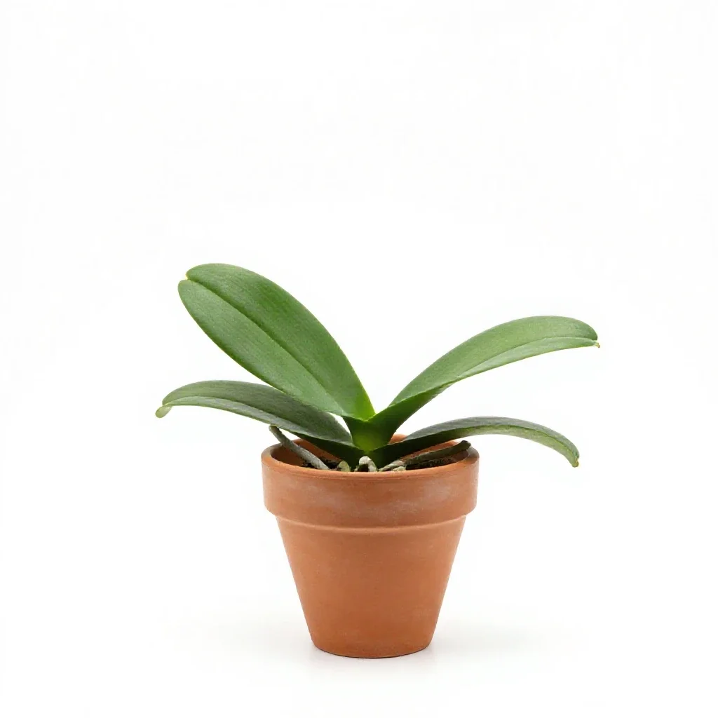 Round-leaved rein orchid isolated on a white background