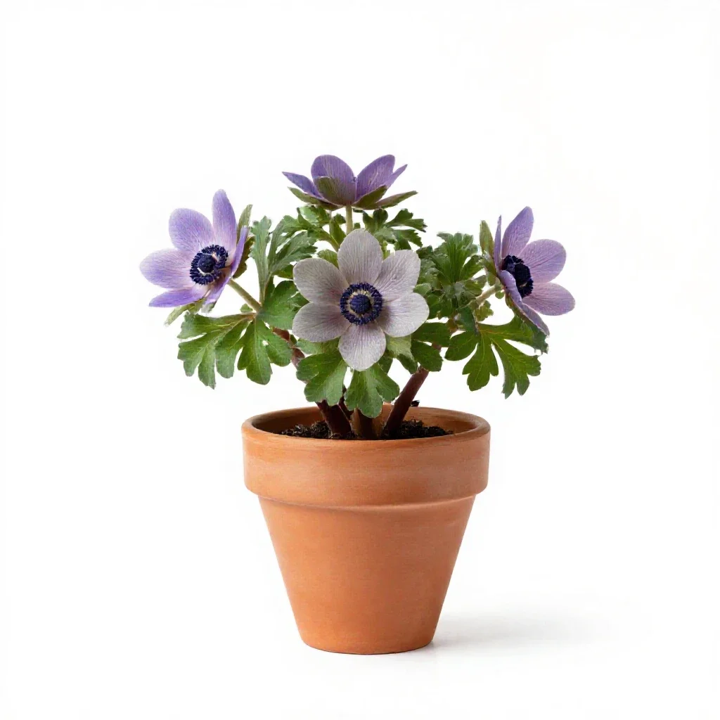 Rue anemone isolated on a white background