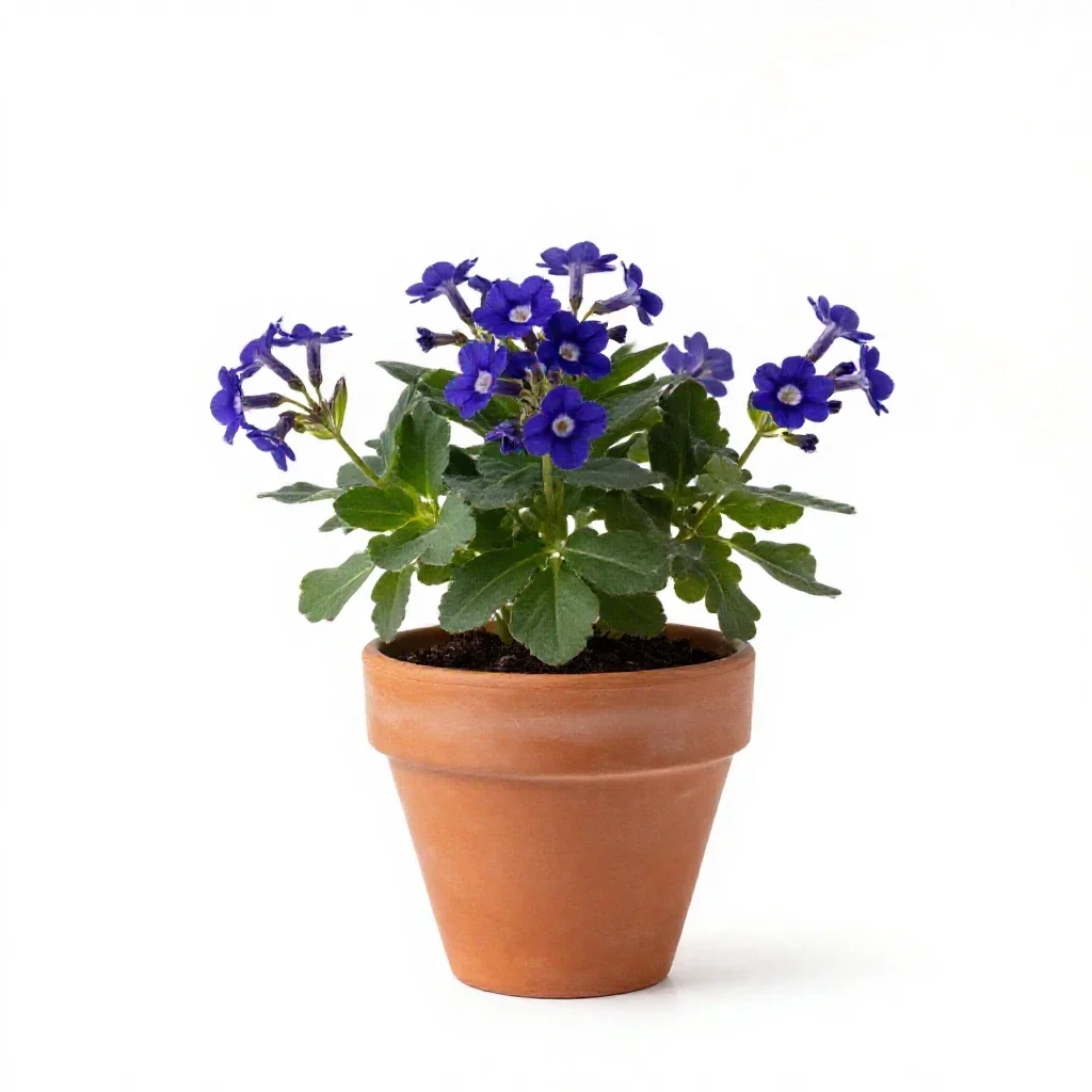 Shortia isolated on a white background