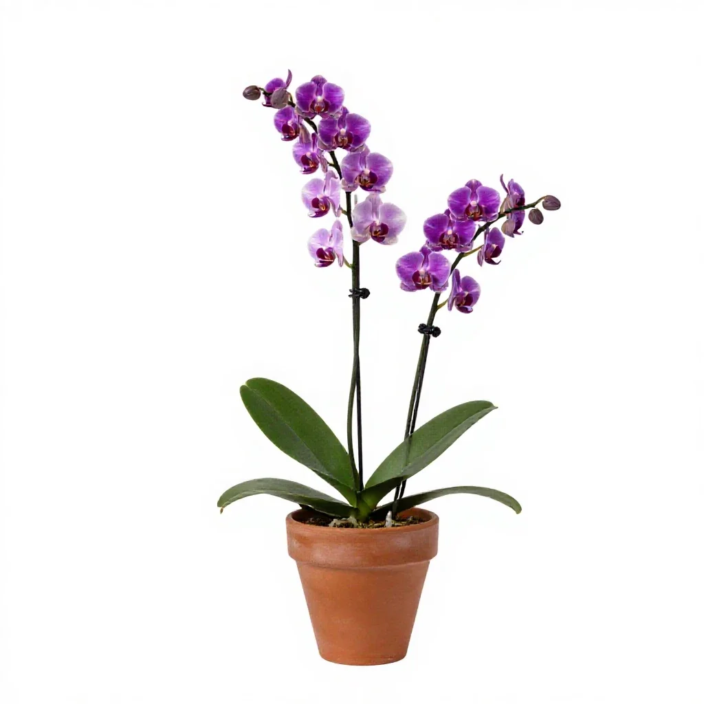 Showy orchis isolated on a white background