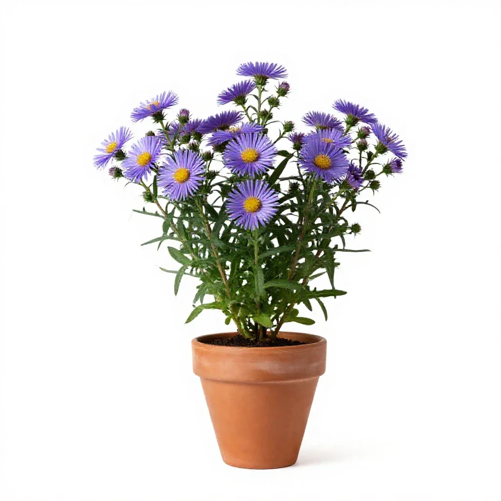 Southern aster isolated on a white background
