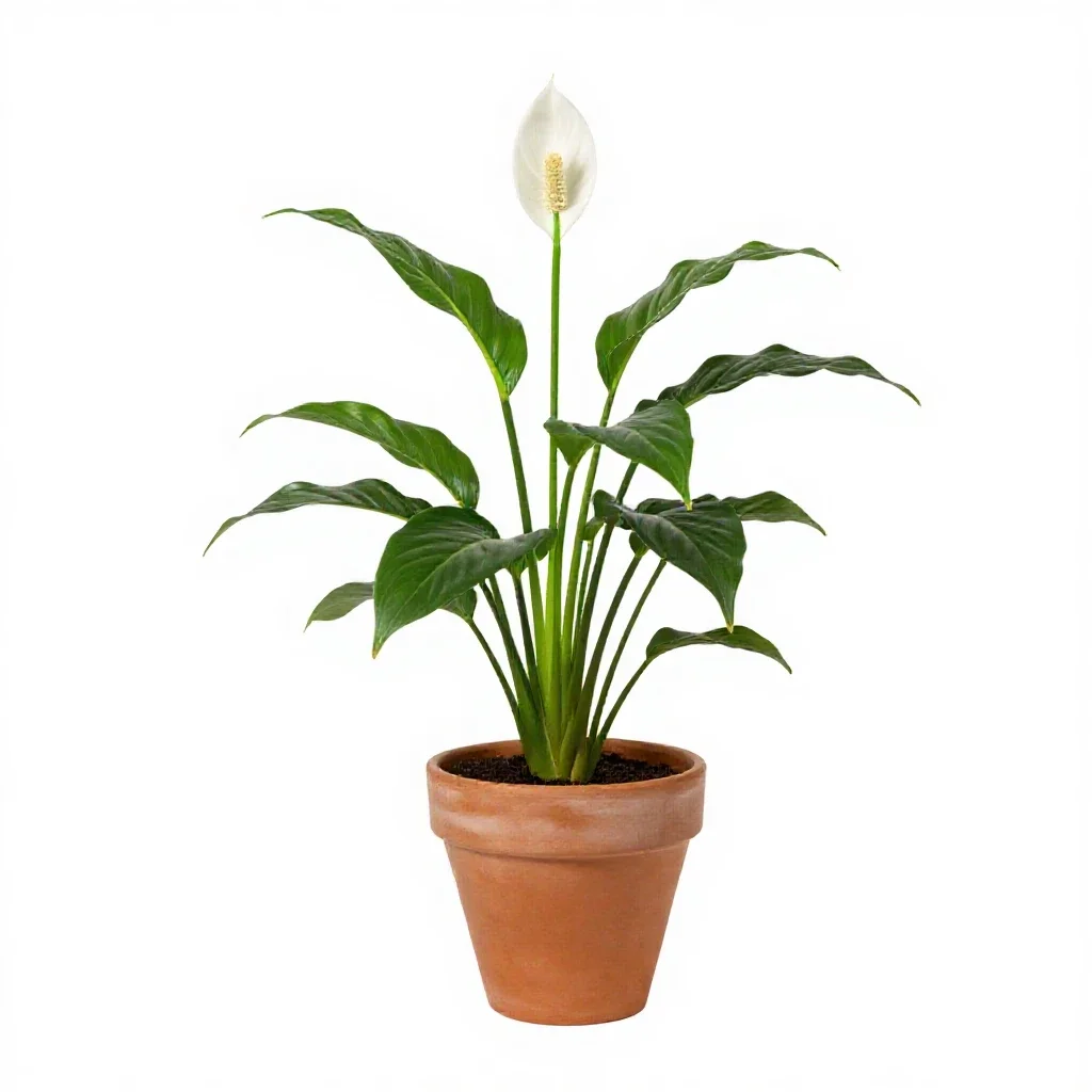 Spathiphyllum isolated on a white background