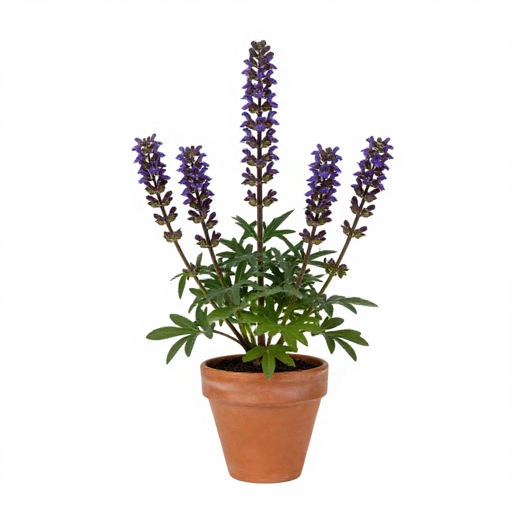 Spurred gentian isolated on a white background