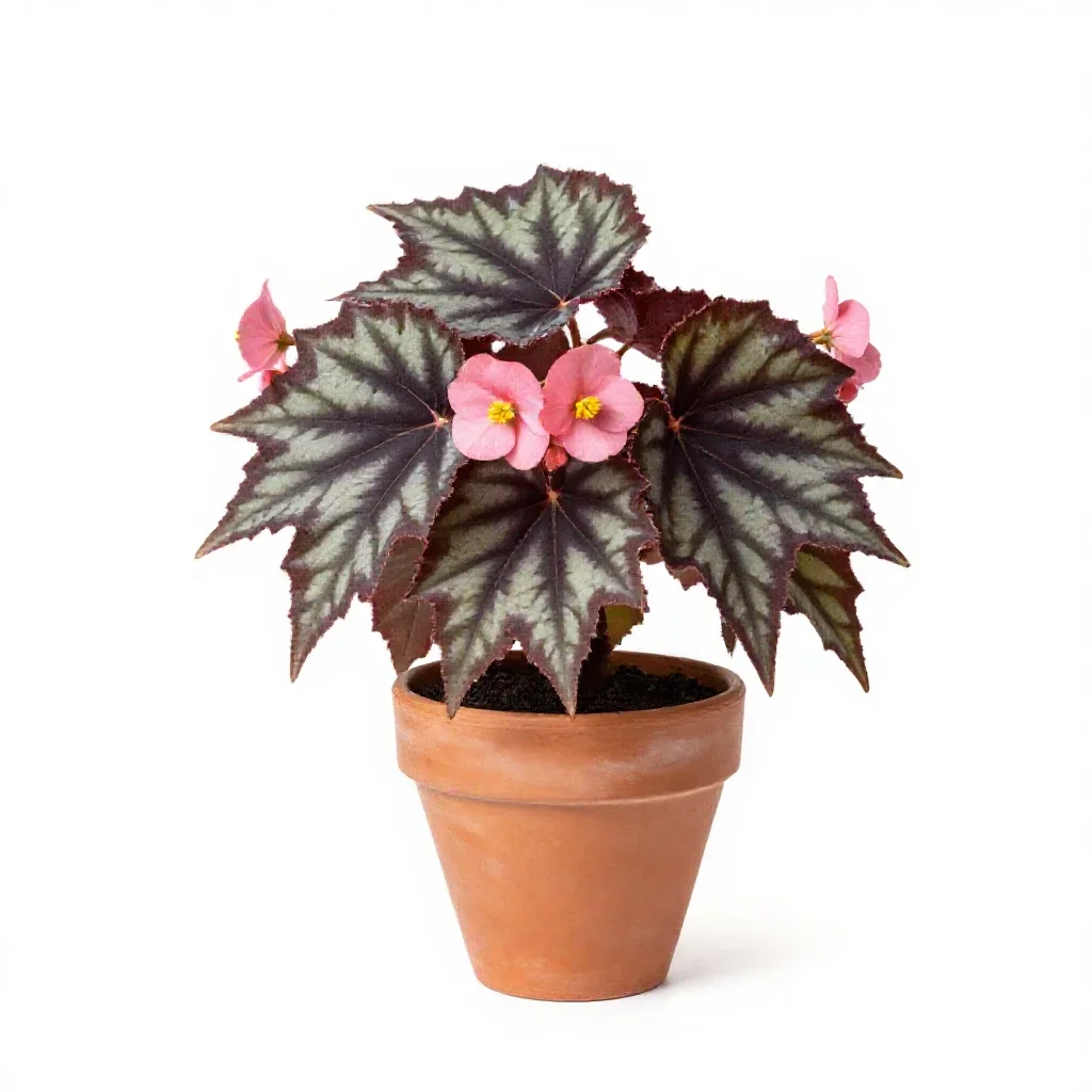 Star begonia isolated on a white background