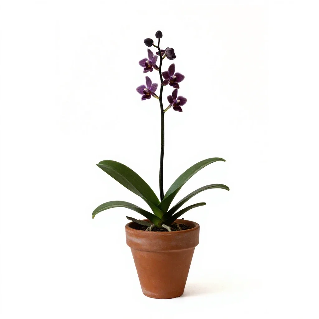 Stream orchid isolated on a white background