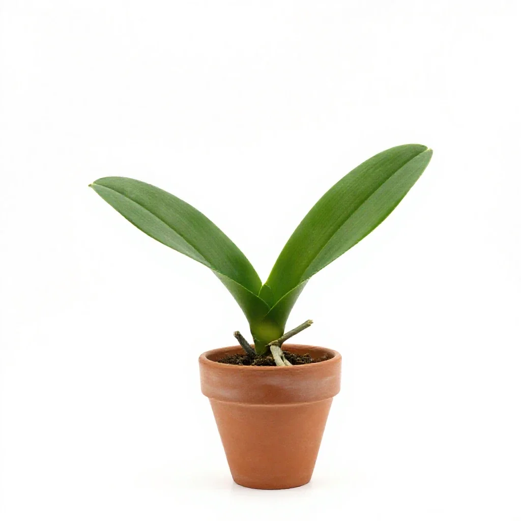 Twayblade isolated on a white background